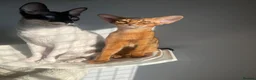 Abyssinian cats for sale: Adorable Abyssinian kittens - Advert 9