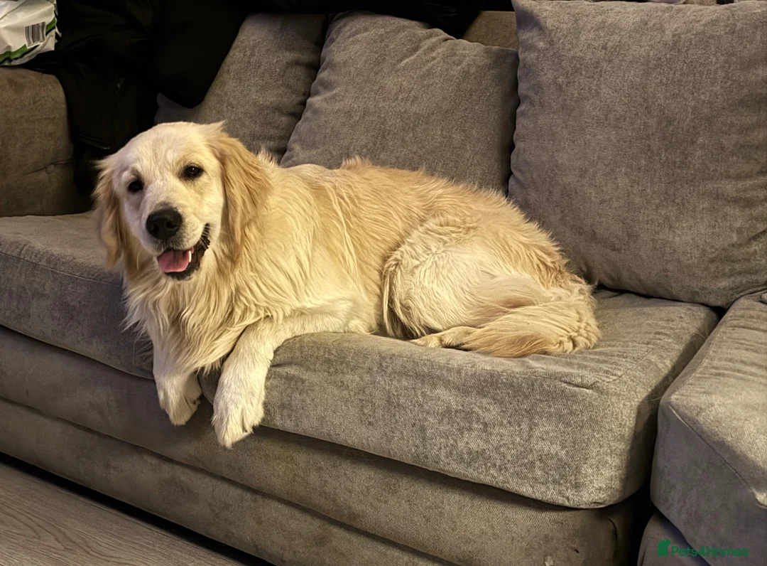 Golden Retriever dogs for sale: Amazing Golden retriever bitch  - Advert 1