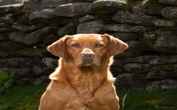 Labrador Retriever dogs for stud: KC REG FULLY HEALTH TESTED WORKING DARK RED STUD in Hawes - Image 4