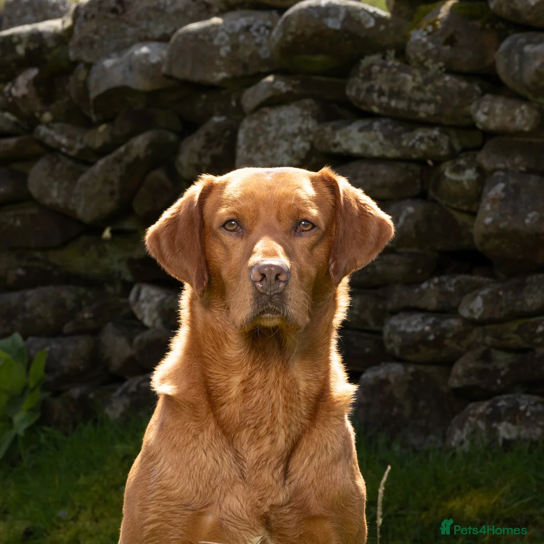 Labrador Retriever dogs for stud: KC REG FULLY HEALTH TESTED WORKING DARK RED STUD in Hawes - Advert 4