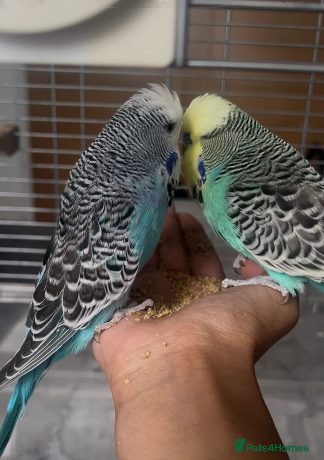 Budgerigars birds for sale: 2 budgies for sale in Bradford - Advert 1