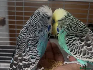 Budgerigars birds 2 budgies for sale - Advert 1