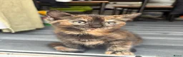 Mixed Breed cats for sale: Adorable Kittens Looking for Loving Homes!  - Advert 10
