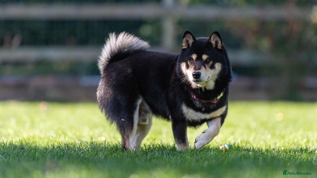 Japanese Shiba Inu dogs for sale: 	“Shiba Inu Puppies – Champion Pedigree, DNA Clear - Image 7