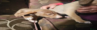 Mixed Breed 4