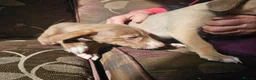 Mixed Breed dogs for sale: Bedlington whippet greyhound  - Advert 7