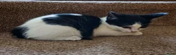 Mixed Breed cats for sale: BRITISH SHORTHAIR CROSS KITTENS *READY NOW* - Advert 10