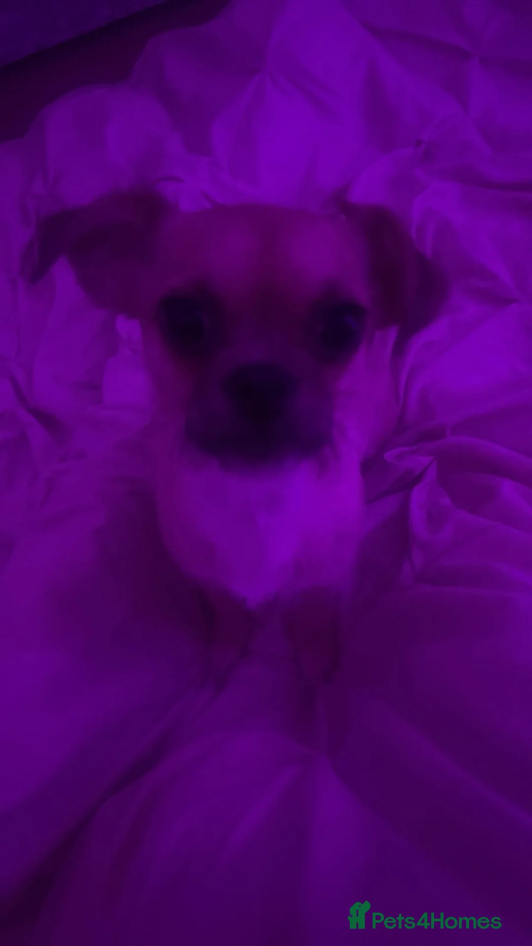 Mixed Breed dogs for sale: lovely dog - Advert 9