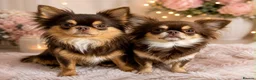Chihuahua dogs for sale: Chocolate longhaired Chihuahua boy in Potters Bar - Advert 9