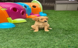 Golden Retriever dogs for sale: Last Stunning Male Pup Health Tested Parents  - Image 29