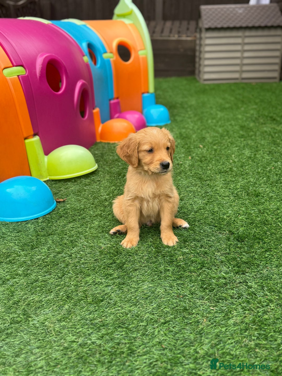 Golden Retriever dogs for sale: Last Stunning Male Pup Health Tested Parents  - Image 29