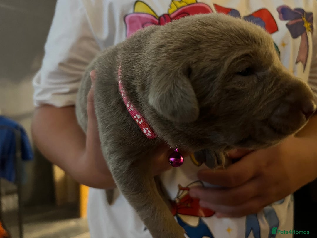 Labrador Retriever dogs for sale: Kc dna clear silver Labrador pups  - Image 5
