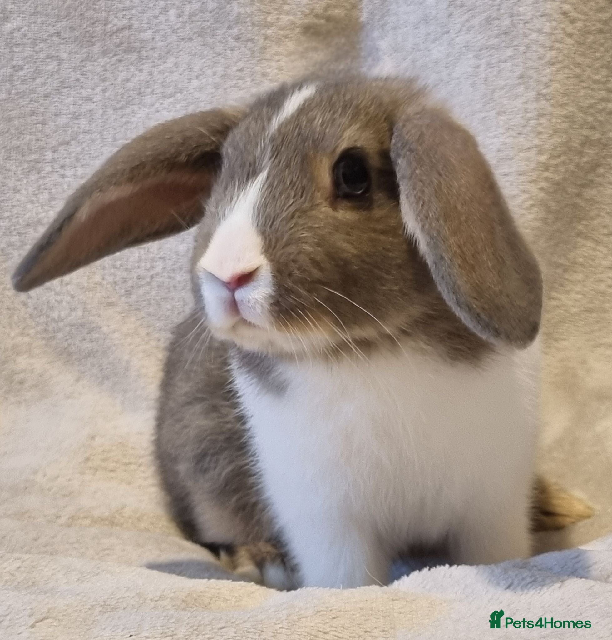 Mixed Breed rabbits Approximately 10 week old Baby Boy Bunnies - Advert 1