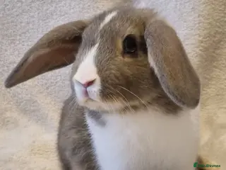 Mixed Breed rabbits for sale: Approximately 10 week old Baby Boy Bunnies - Advert 1