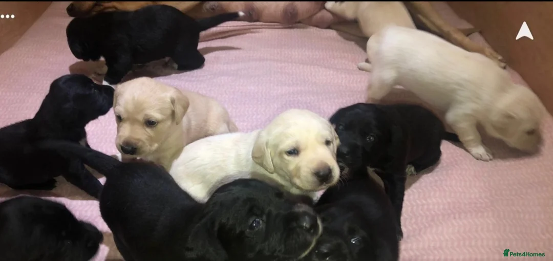 Labrador Retriever dogs for stud: Proven Labrador for Stud in Birmingham - Advert 3