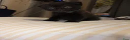 Mixed Breed cats for sale: RARE Gorgeous ScottishFold&British ShortHair  - Advert 28