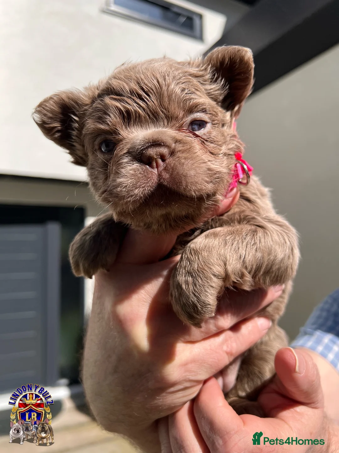 French Bulldog dogs for sale: Beautiful Quality Fluffy French Bulldog Puppies  - Advert 1