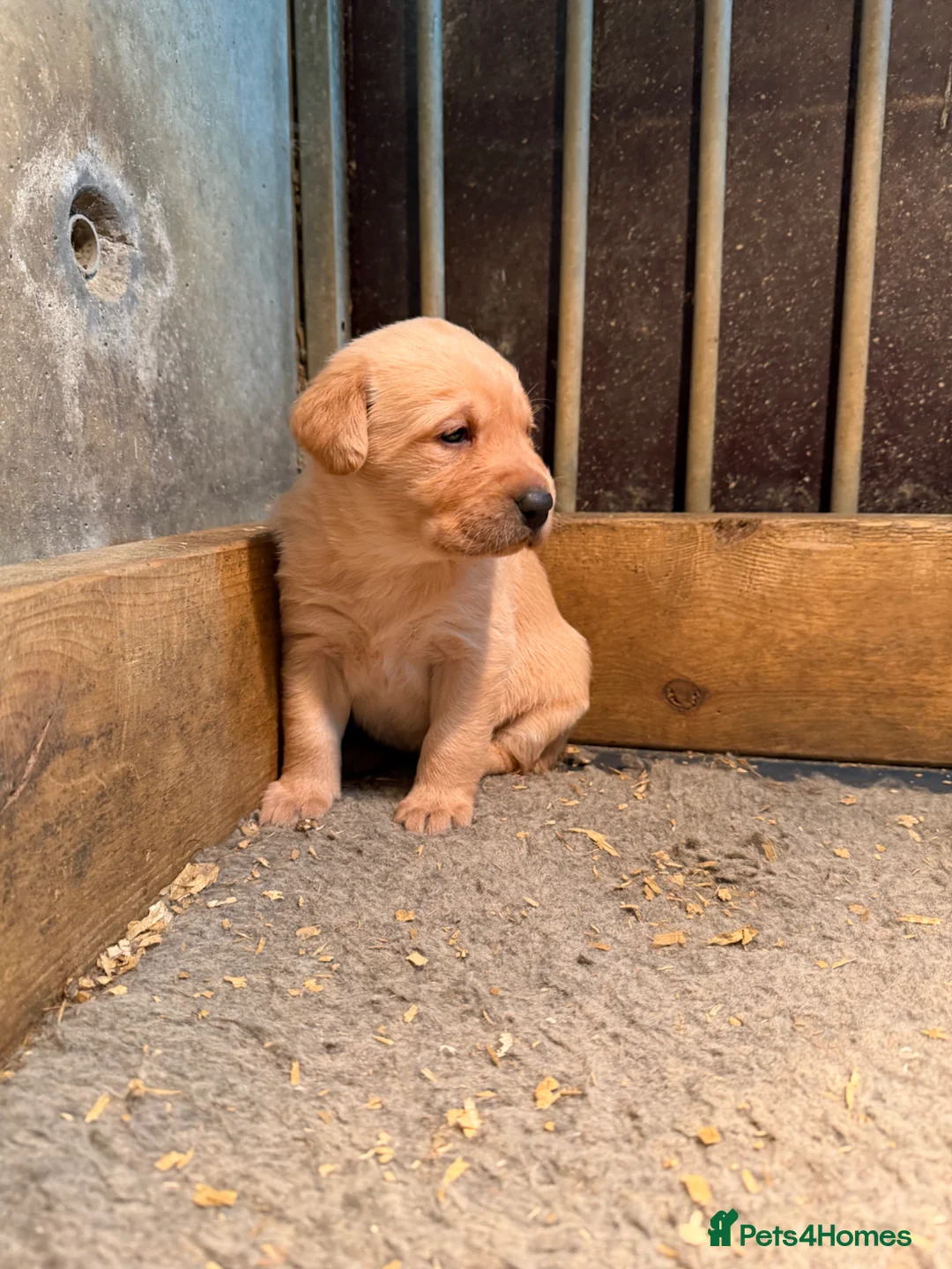 Labrador Retriever dogs for sale: Labrador puppy - Advert 2
