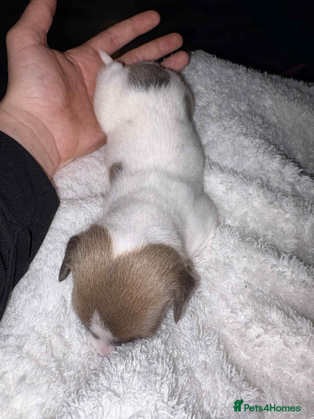 Jack Russell dogs for sale: 4 left!!! Blue/red tri JR puppies  - Advert 18