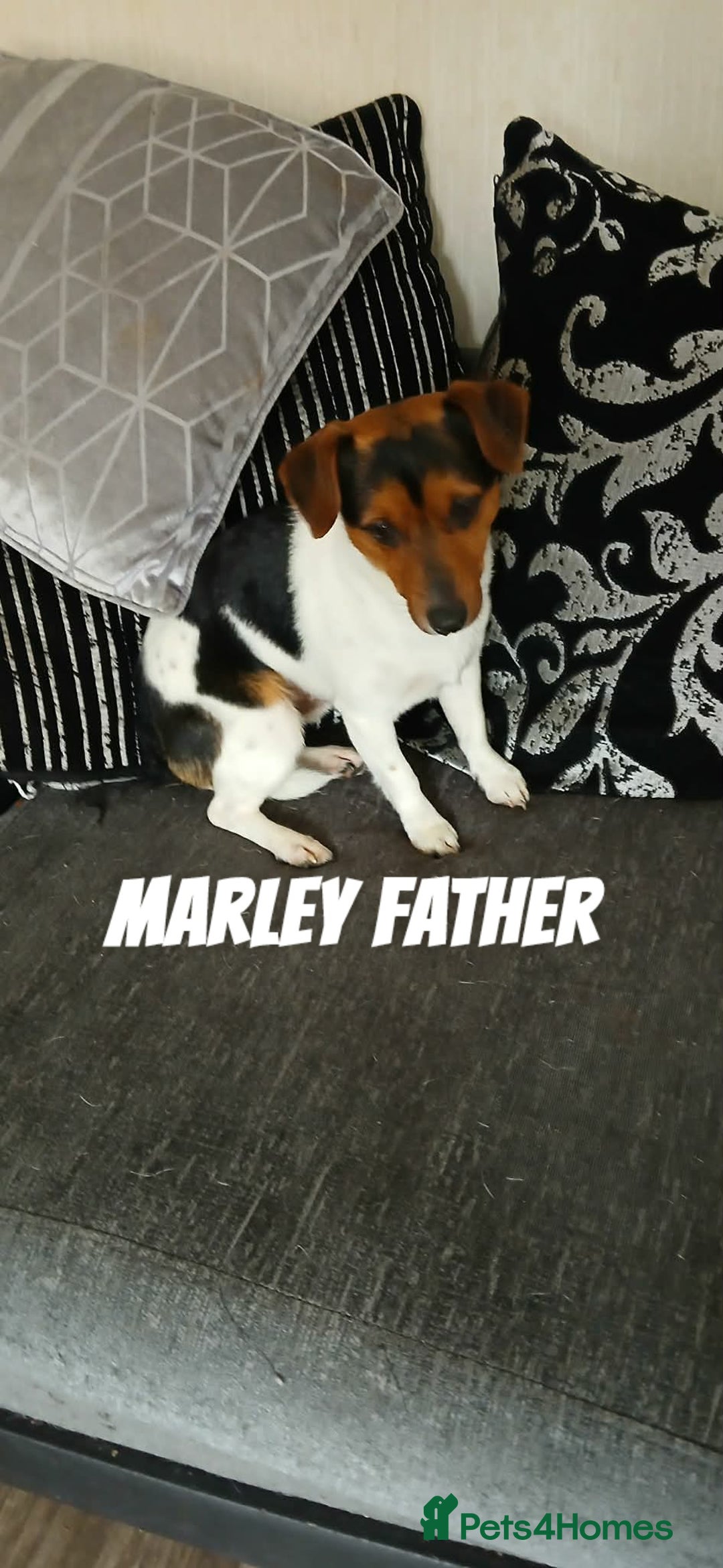 Jack Russell dogs for sale: Full pedigree jack russle pups  - Advert 2