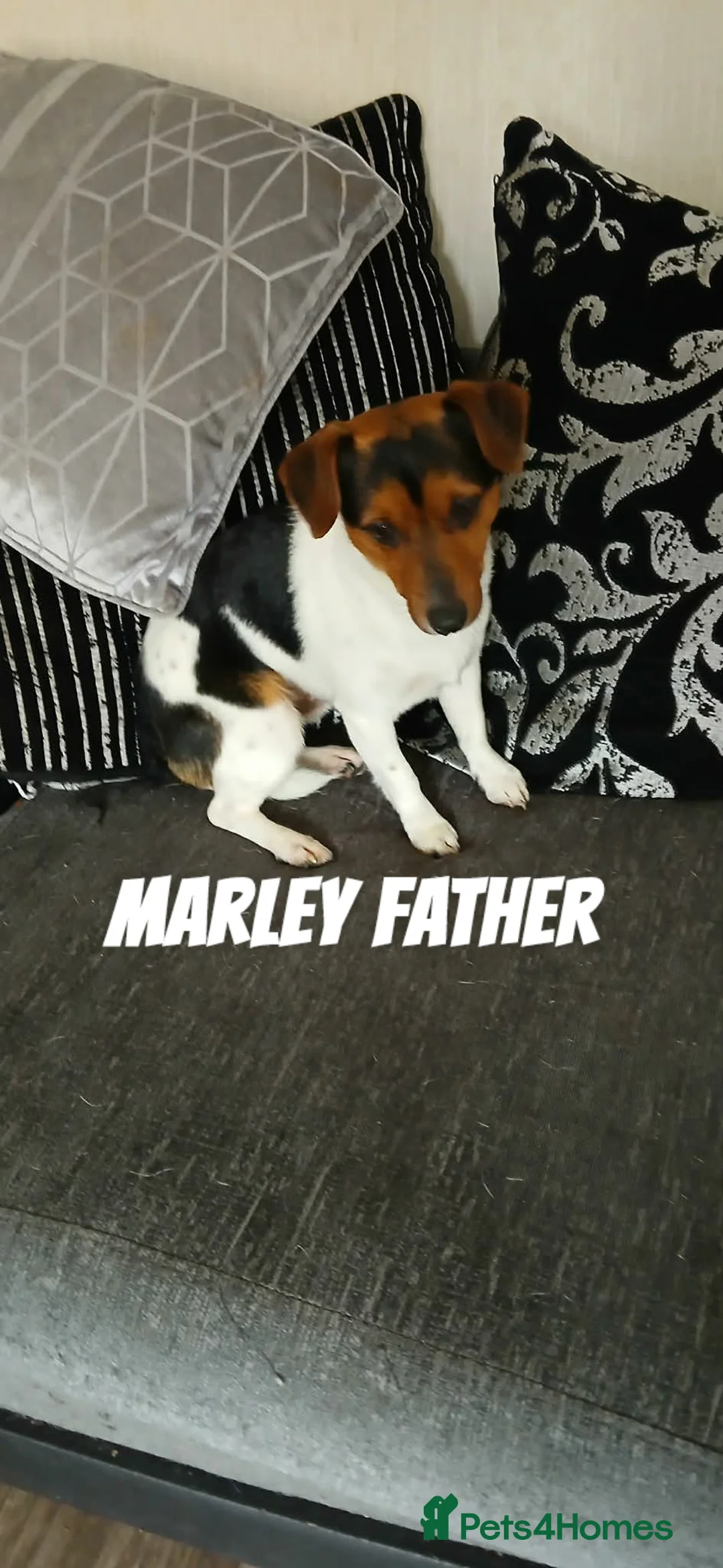 Jack Russell dogs for sale: Full pedigree jack russle pups  - Advert 2