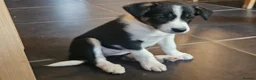 Border Collie dogs for sale: Beautiful Border Collie Pups for sale - Advert 4