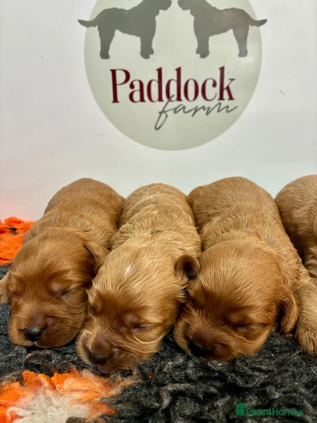 Cavapoo dogs for sale: ❤️ Adorable F1 Cavapoo puppies ❤️ - Advert 1