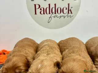 Cavapoo dogs for sale: ❤️ Adorable F1 Cavapoo puppies ❤️ - Advert 3