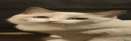 Ragdoll cats for sale: Champion line TICA registered Ragdoll kittens  - Advert 8