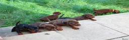Dobermann dogs for stud: As featured on Animal Watch!🇷🇸 European doberman in Birmingham - Advert 6