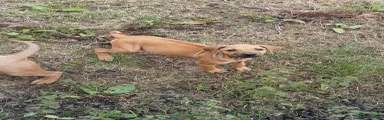 Rhodesian Ridgeback Puppy 7