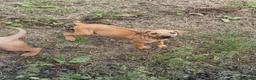 Rhodesian Ridgeback dogs for sale: 🦁RHODESIAN RIDGEBACKS PUPPIES🦁  - Advert 33