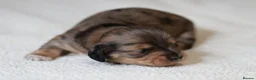 Miniature Dachshund dogs for sale: 5*Licensed+KCreg+Vetchecked+PRAclear+LONG HAIRED - Advert 29