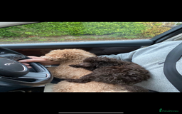 Toy Poodle dogs for sale: Toy poodle for sale  - Image 3