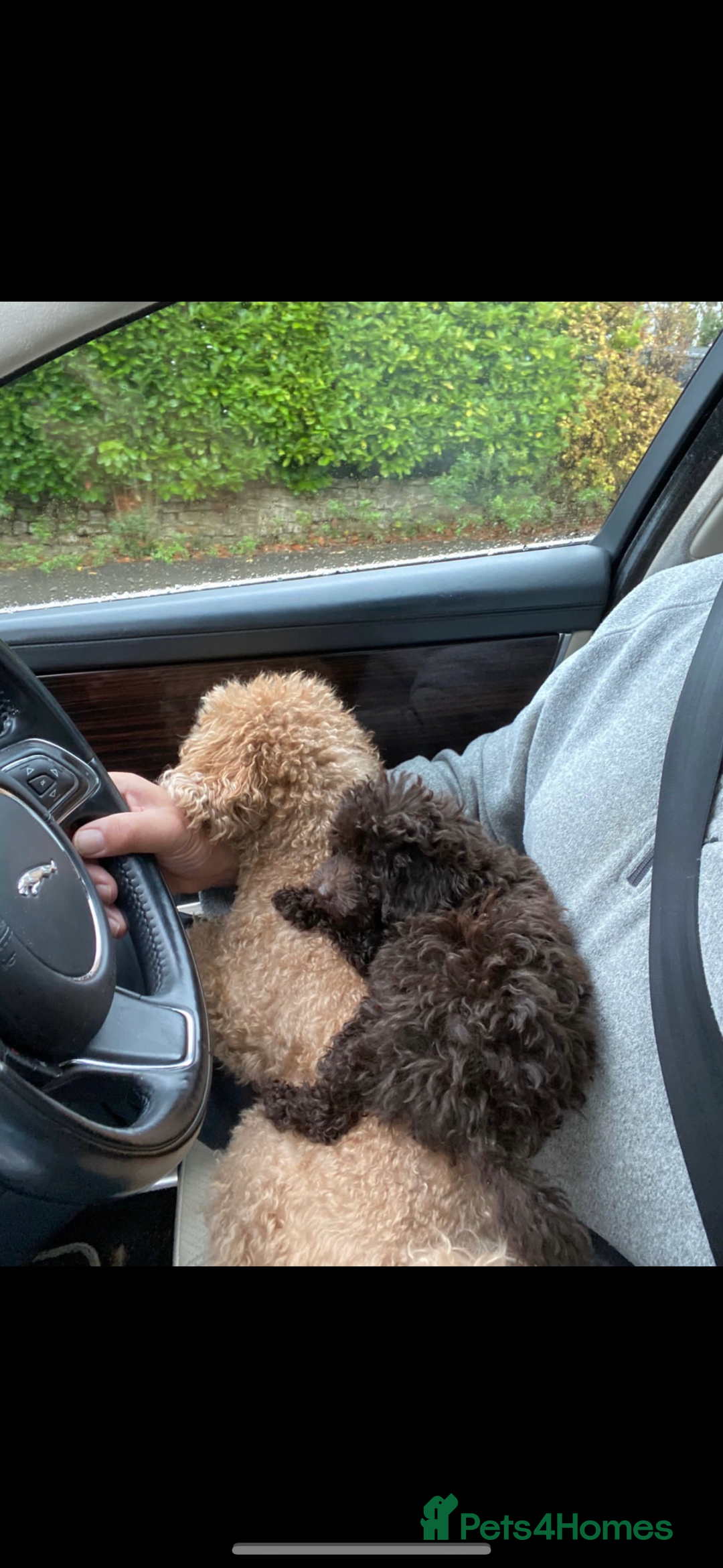 Toy Poodle dogs for sale: Toy poodle for sale  - Image 3