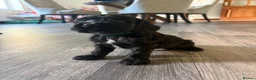 Cocker Spaniel dogs for sale: Show/working cocker spaniels🐶 - Advert 3