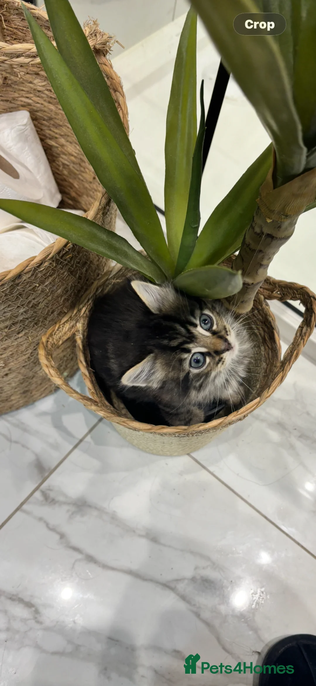 Mixed Breed cats for sale: Beautiful kittens - Advert 2