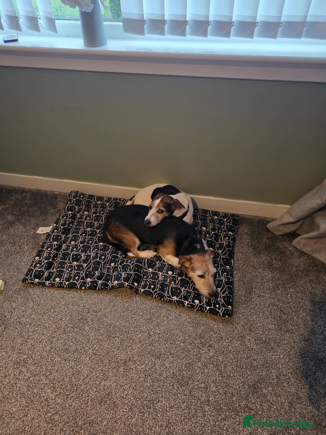 Jack Russell dogs for sale: Mother and daughter jack russels  in Inverkeithing - Advert 1
