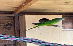 Parrots birds for sale: Rare opportunity Rock pebbles pair for sale - Image 5