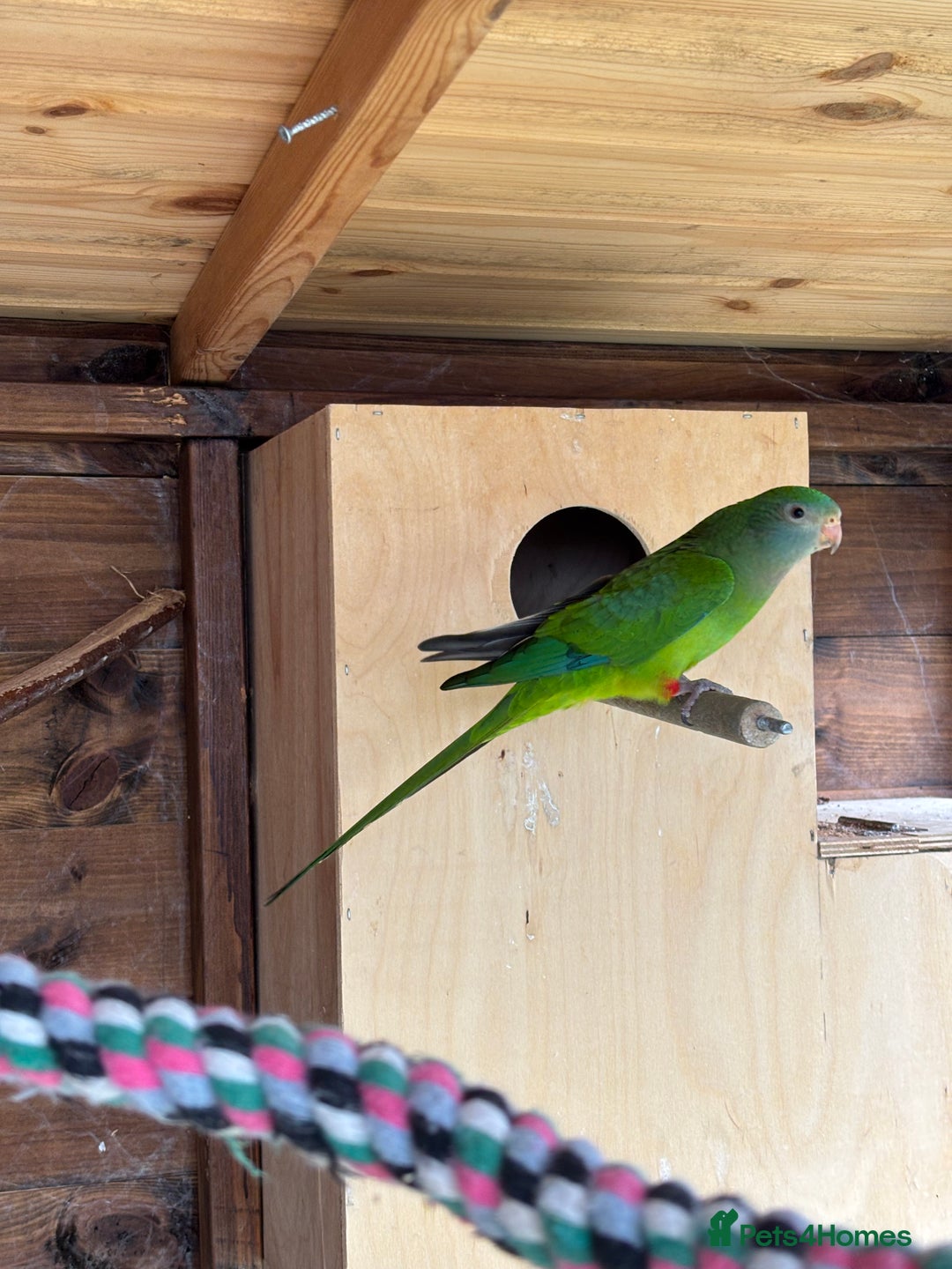 Parrots birds for sale: Rare opportunity Rock pebbles pair for sale - Image 5
