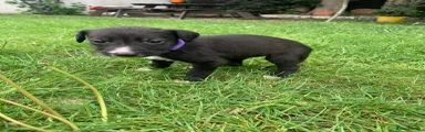 Lurcher Puppy 5