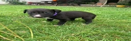 Lurcher dogs for sale: Lurcher puppies - Advert 6
