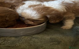 Cavapoo dogs for sale: Beautiful health tested cavapoos  - Image 15