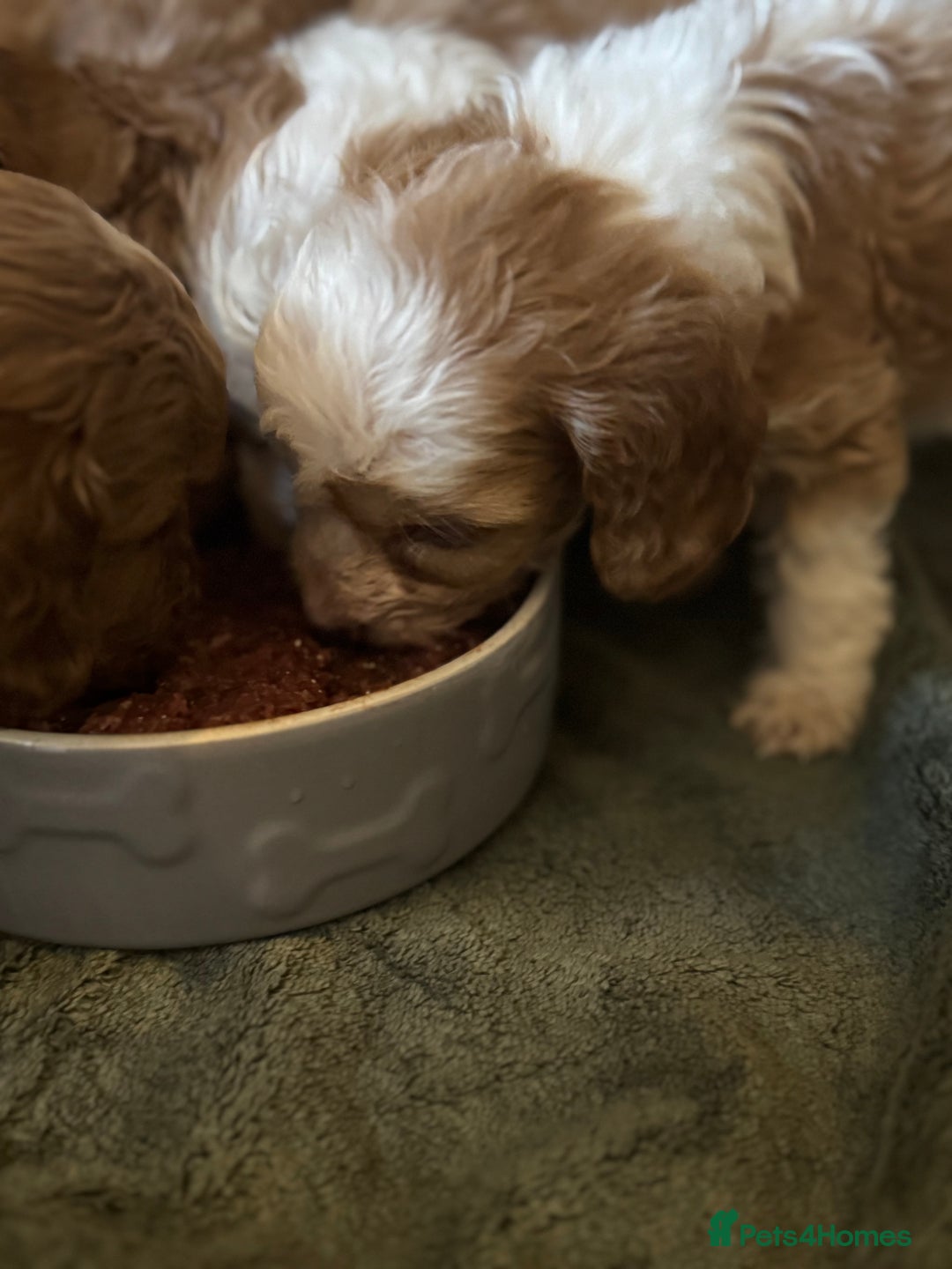 Cavapoo dogs for sale: Beautiful health tested cavapoos  - Image 15