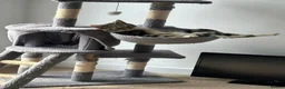 Mixed Breed cats for sale: Tabby female cat in Pontefract - Advert 2