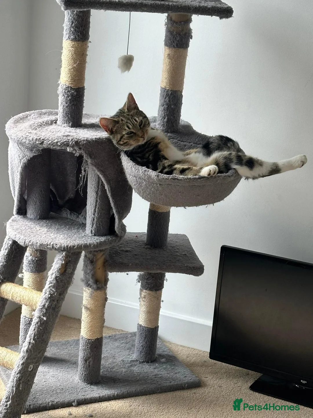Mixed Breed cats for sale: Tabby female cat in Pontefract - Advert 2