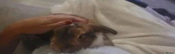 French Lop rabbits for sale: Mini French Lop in Plymouth - Advert 5