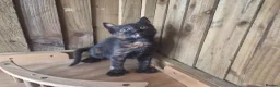 Mixed Breed cats for sale: 3 Tortie Kittens Polydactyl  - Advert 1
