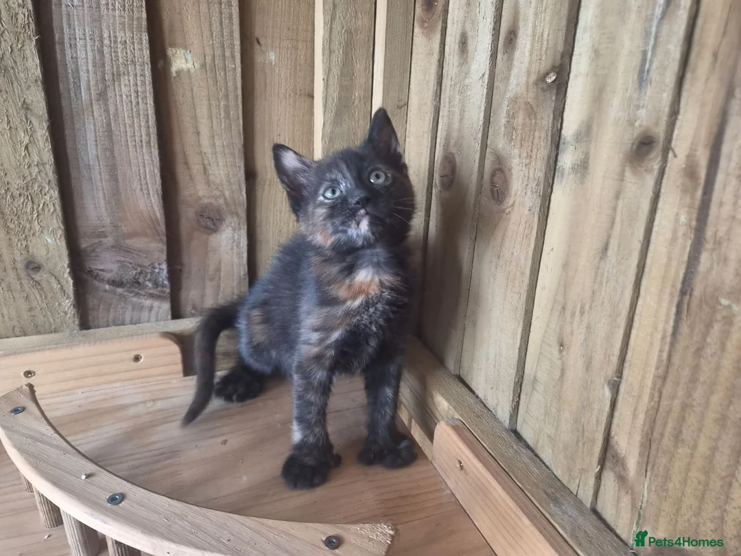 Mixed Breed cats for sale: 3 Tortie Kittens Polydactyl  - Advert 1