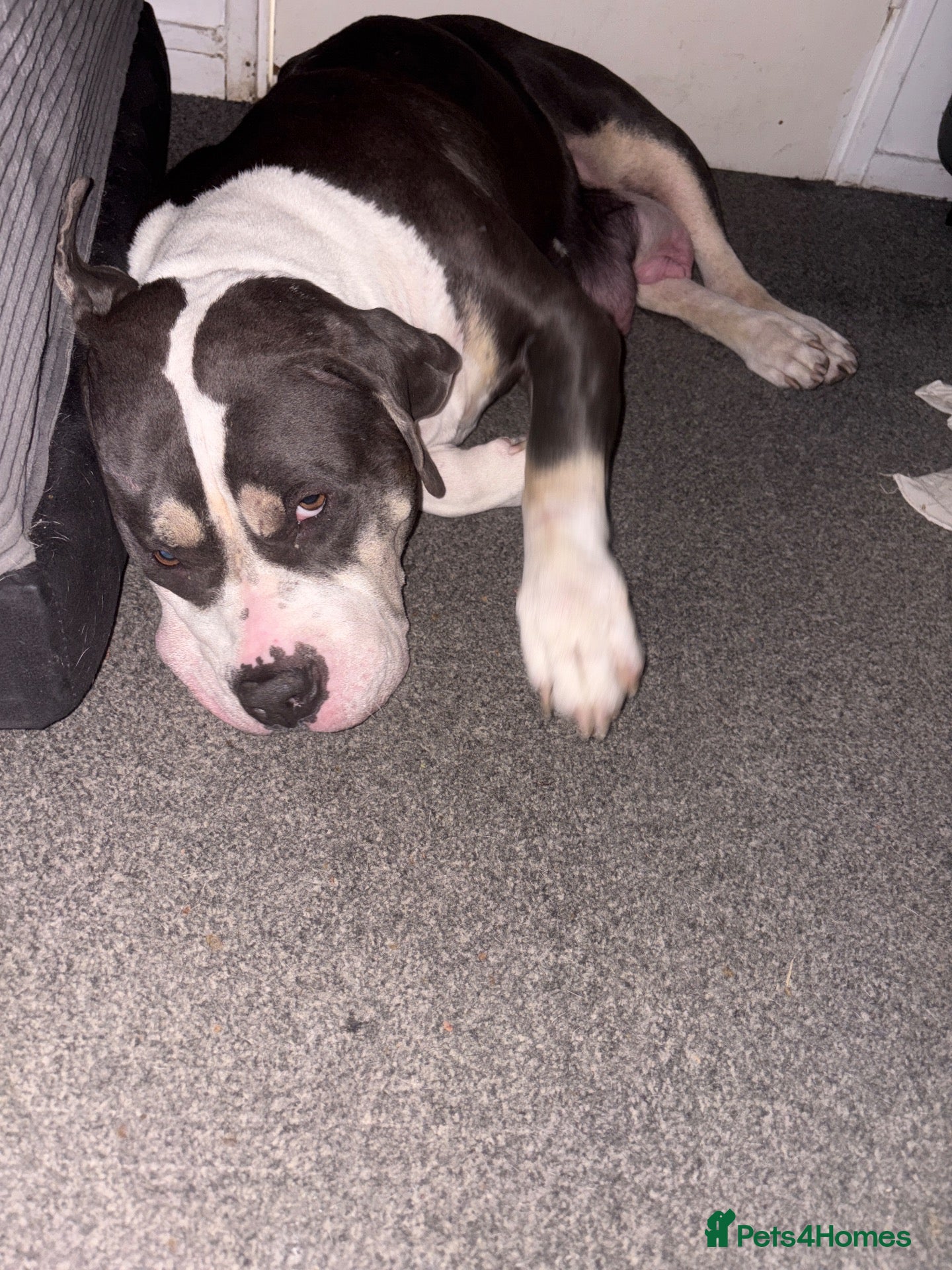 American Bully dogs Stunning American bully puppies for sale  - Advert 2